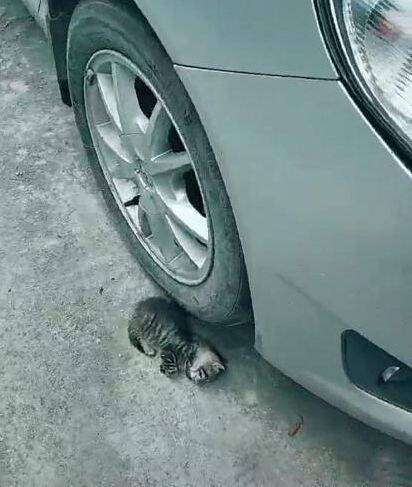 小奶猫倒在车轮下，猫妈突然出现向网友走来
