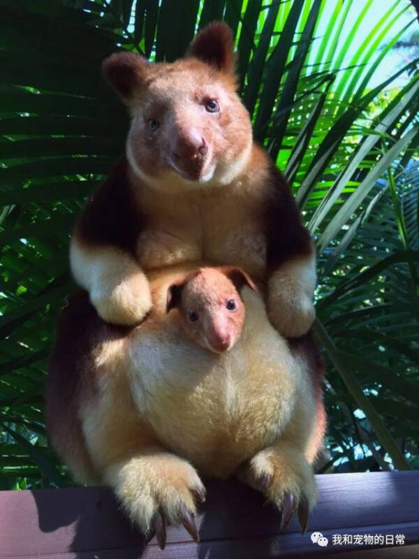 濒临绝种的树袋鼠，36年来终于诞生第一只宝宝，可爱模样迷倒众人！