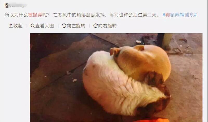 宠物店倒闭上百只猫狗被遗弃救助站...