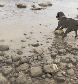 网友家的狗子在河边搬石头，狗子：我要搬回家压酸菜...