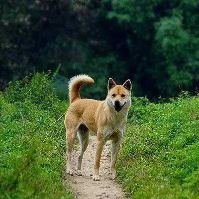 中华田园犬竟然有这么多稀有品种？看看有你家乡的吗