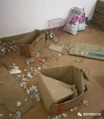 金毛狗狗拆完家后，主人回来让它哭着都要把这屋子打扫干净！