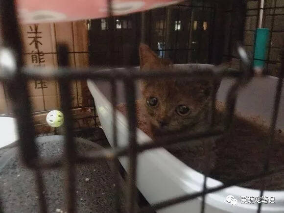 领养了一只蓝猫，一开始肚子大以为是猫腹水，后来才发现是太能吃