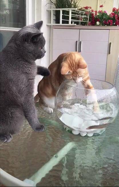 橘猫一直想吃鱼，却被身边的英短蓝猫制止，网友：不愧为橘猫啊！