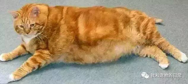 这只橘猫竟然胖到了40斤，平时就连走几步路都会大喘气！
