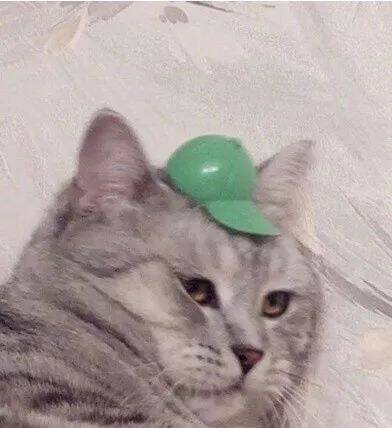 猫妈妈生了4只小宝宝，但猫爸爸觉得毛色不对:"老婆，我有个疑问..."