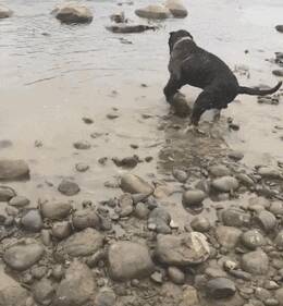 主人带大狗到河边玩耍，它竟然在河边搬着石头玩，纯属闲的蛋疼.....