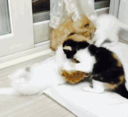 话唠小奶猫一边喝奶一边说好赞！