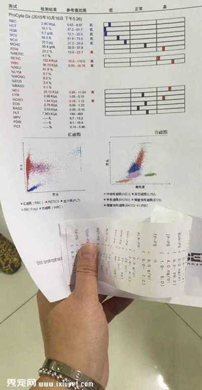 当初健康快乐的金毛领养八个月后发现血被抽干惨不忍睹