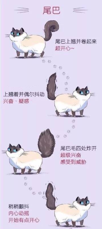 全方位总结猫咪动作的含义，各位铲屎管可以赶快学起来了！