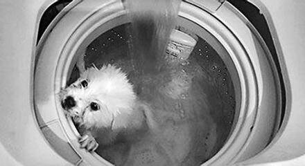 洗衣机洗狗有罪 情节严重会被罚款