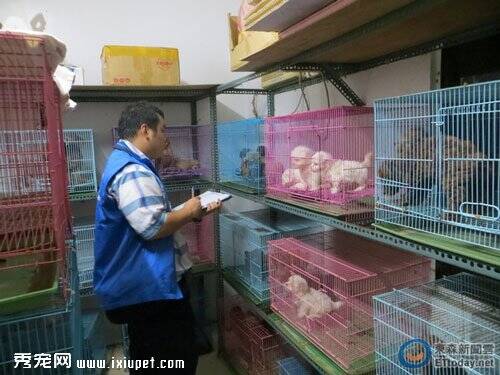 台北市动保破最大非法繁殖场 208只纯种幼犬猫待认养