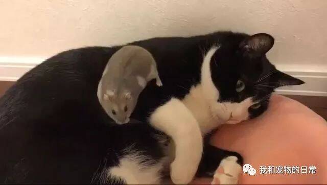 仓鼠在猫身上随意游走，喵：你好大的胆啊，我怎么说也是只猫，给点面子好吧！