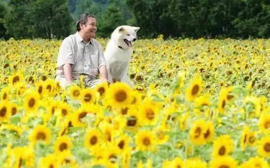 一只守护着星星的秋田犬……人心善变，狗却能死心塌地……