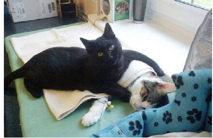 波兰的一只小黑猫送进宠物医院后…