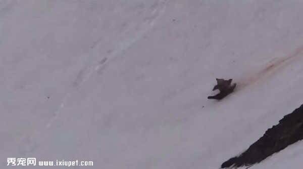灰熊被枪杀五力逃跑从雪山滚下