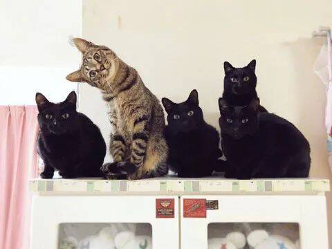 拿起逗猫棒逗家里的几只猫，一下就看出来谁是戏精了！