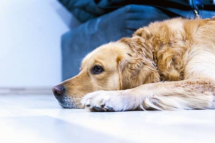 美CDC：新冠疫情持续期间社交距离规则也适用于宠物