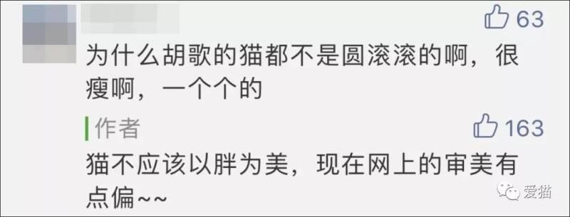 “猫以胖为美？”这届铲屎官的审美有点偏啊！