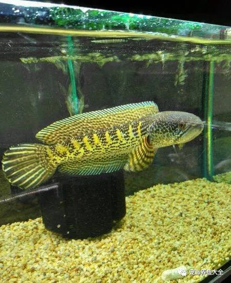 【每日一鱼】黄金眼镜蛇雷龙鱼，大型鱼迷的至爱！~
