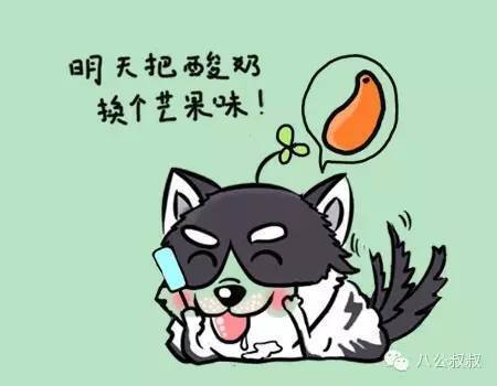 夏天狗狗胃口不好没食欲怎么办？