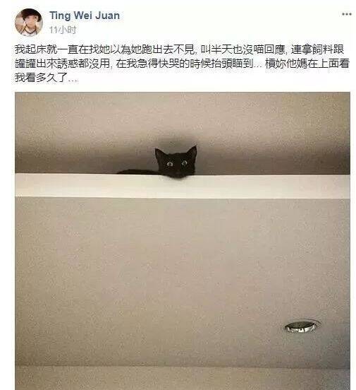 养猫的朋友，家里装修千万不要装这种吊顶，不然有你哭的！