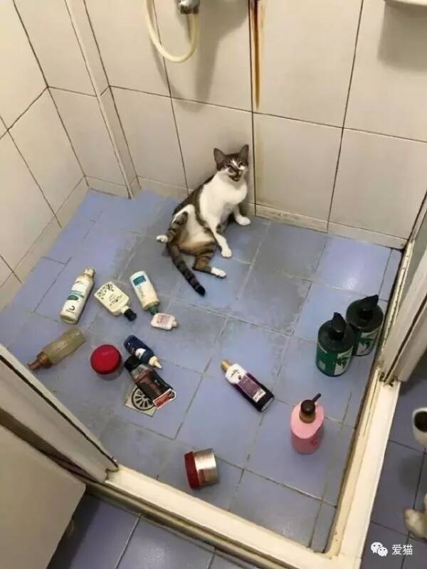 猫咪把浴室的瓶瓶罐罐弄倒一地，被抓了个现形，没想竟这反应...