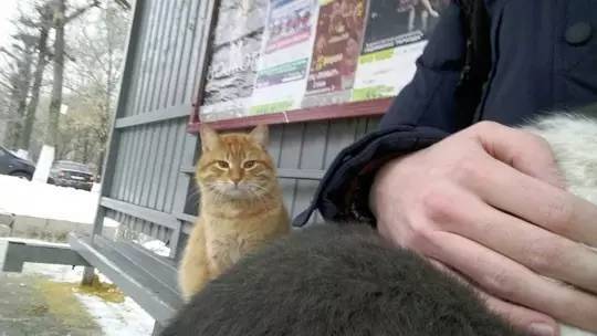 网友抱自己喵在公园休息，结果吸引来了一只橘猫之后...