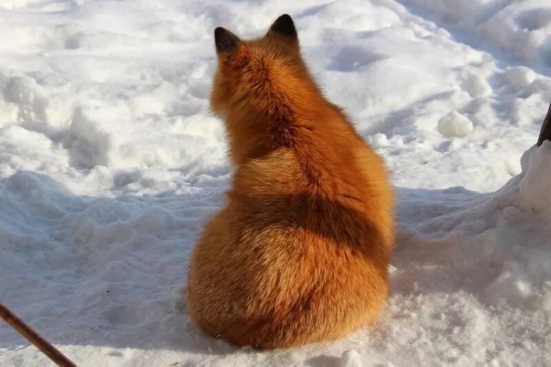 北海道北见狐狸牧场的宝宝们，这个冬天过的很幸福啊~