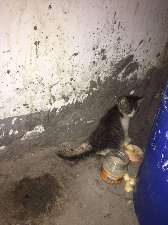 在垃圾桶旁发现一只受伤的流浪猫，犹豫收养时，猫咪反应让人心塞