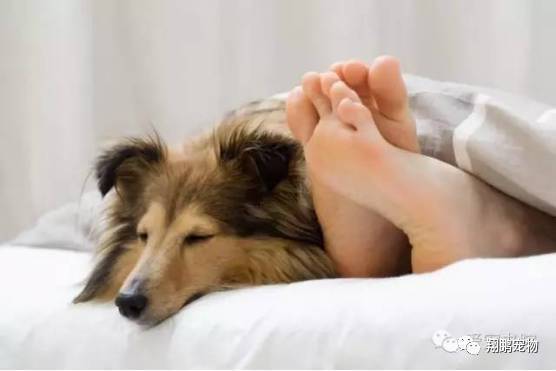 狗狗爱睡主人床是什么原因？