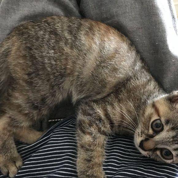 猫咪尿床被铲屎官狂揍一顿后，反而更加的粘人，主人立马就后悔了