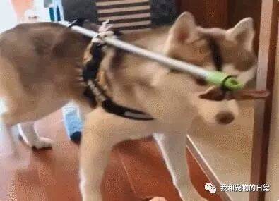 网友自制了一个遛狗神器，最后让二哈自己在家里转了一天！
