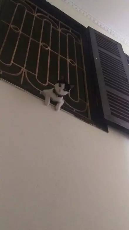 铲屎官回家时，竟然发现猫咪趴在窗户上等他，但真相应该…