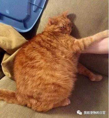网友不信橘猫有那么胖，给它剃毛后，看到肚子上的肉肉被吓呆了！