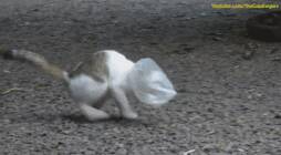猫咪不小心被塑料袋套住，无助之下伸出援手的竟然是它！