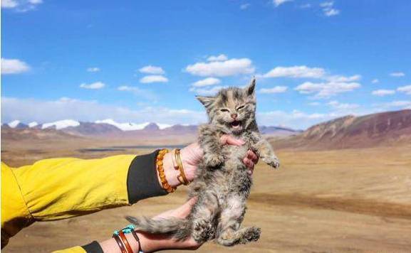 西藏旅行在海拔5000米捡到了一只猫，网友：这不是雪豹？