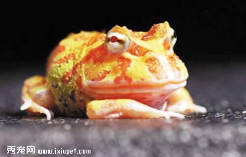 角蛙寿命最长是多久？其有何特点？