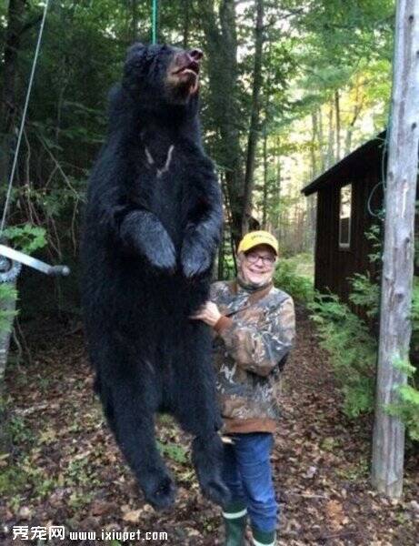 美国73岁老妇捕杀重达约653斤黑熊