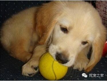 怎么训练狗狗捡球？