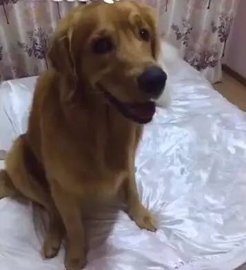 男主人表示肚子饿了，金毛轮胎直接跑床上去拉女主人做饭！