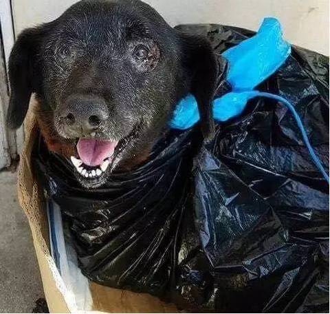 10岁的老狗被主人装垃圾袋丢弃，获救时竟然还在笑...