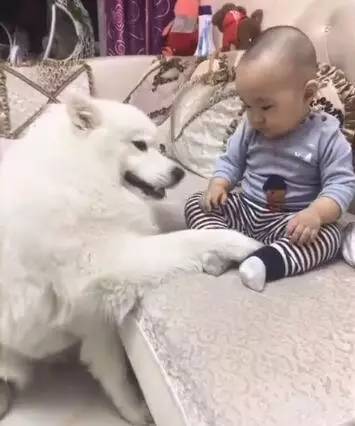 狗狗故意把爪子放在宝宝腿上，宝宝挪不开狗爪，一脸无奈让人笑哭！