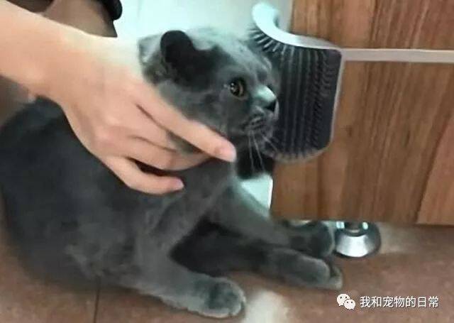 蓝猫老爱来蹭我，于是给它买了一个蹭脸神器，后来才知道是我会错意了！