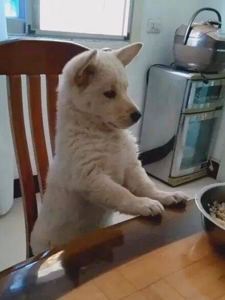 一只努力做人的小狗，它一本正经坐在餐桌前，优雅十足的小口吃饭.....