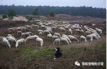 这只牧羊犬堪称羊群中的霸主了，它直接骑在了羊背上指挥羊群！