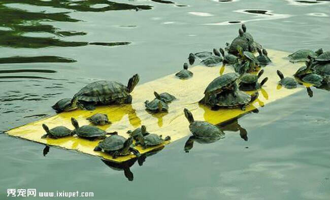 世界最危险入侵物种“红耳龟”，专家说放生就是杀生！
