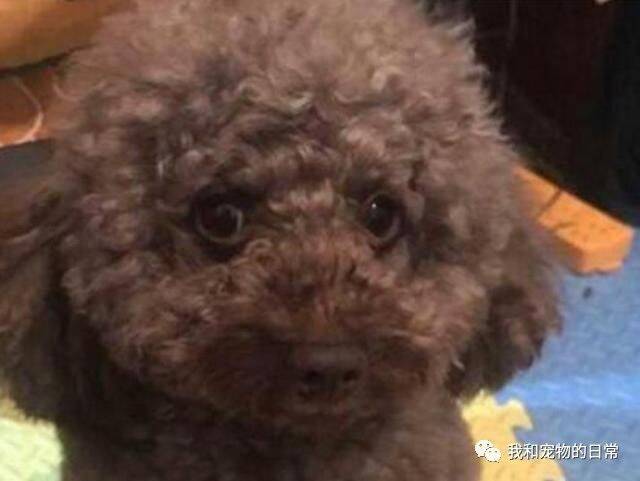 网友捡到一只泰迪狗狗后便发传单寻主，结果却被说是偷狗，真是气愤！