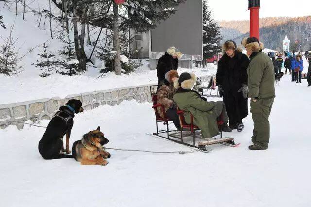 零下25°的雪乡，两只狗需要拉动500斤游客，一次一百