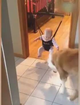 宝宝想跳高高却没人教，狗狗看到后就做出这个动作，太可爱啦！